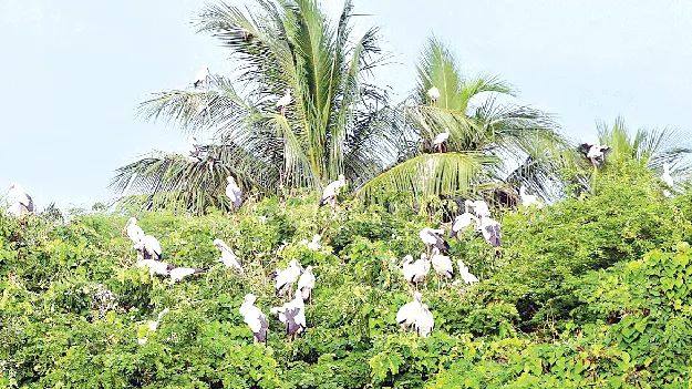 తేలుకుంచి గ్రామంలో విదేశీ పక్షుల సందడి