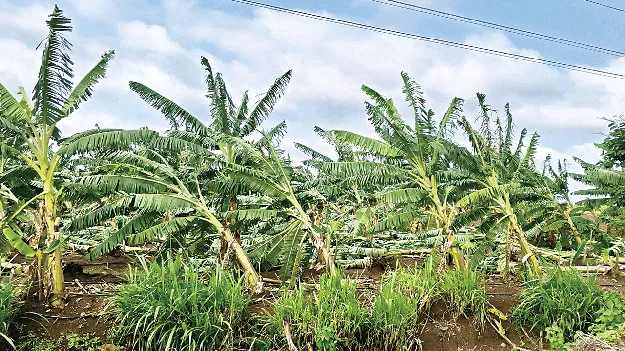 గాలివాన బీభత్సం