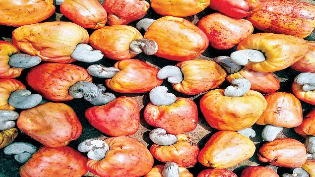 జీడి ఆధారిత పరిశ్రమలేవీ?