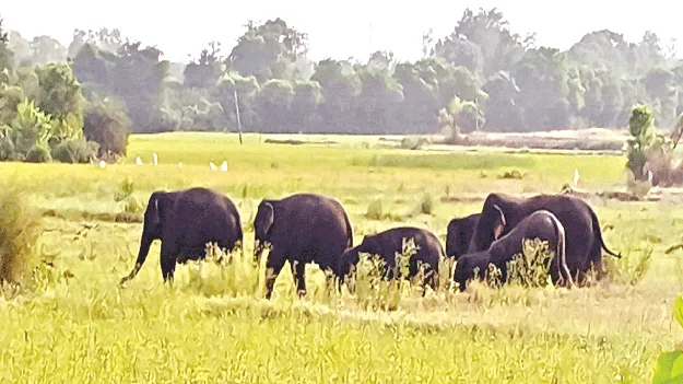 మళ్లీ వచ్చాయ్‌..