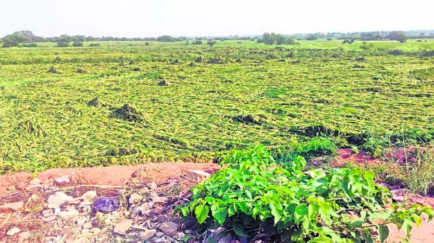 WINDS: ఈదురు గాలులతో దెబ్బతిన్న పంటలు