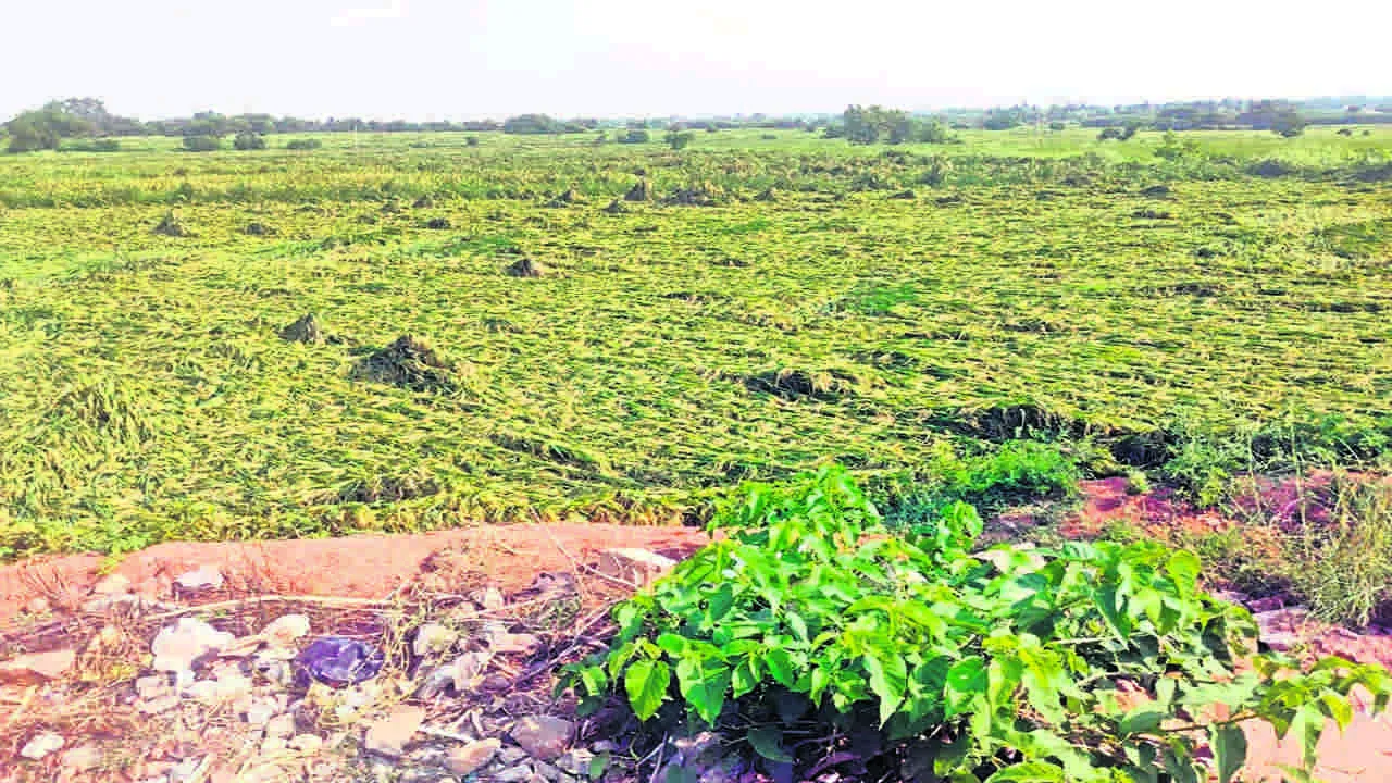 WINDS: ఈదురు గాలులతో దెబ్బతిన్న పంటలు