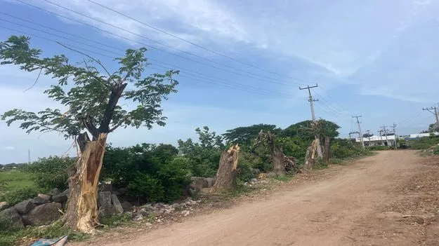 Jagtial:   మొక్కలు నాటడం.. చెట్లు నరకడం!