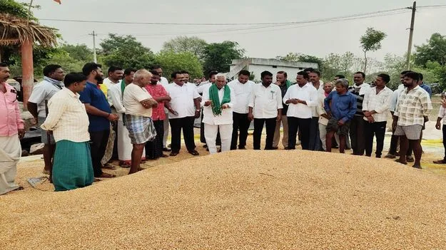 మక్కలను వెంటనే కొనుగోలు చేయాలి