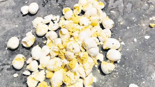 మురిగిపోయిన కోడిగుడ్లు