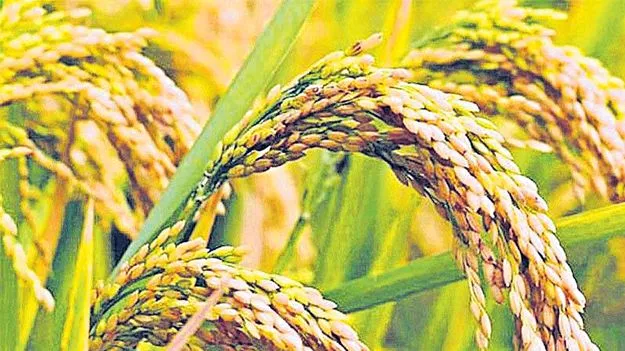 భారత్‌లో వరికి వడదెబ్బ!