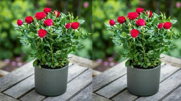 గులాబీ మొక్క సరిగా పెరగట్లేదా...