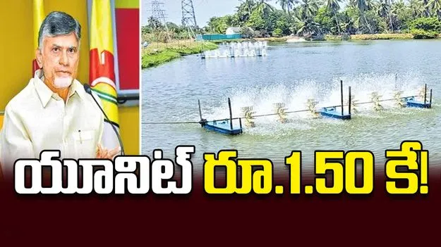 ఆక్వా రైతులందరికీ విద్యుత్‌ రాయితీ: సీఎం చంద్రబాబు