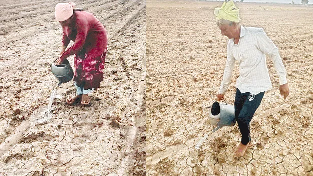 పత్తి మొలకలకు బిందెలతో నీరు 