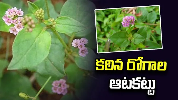 కఠిన రోగాల ఆటకట్టు