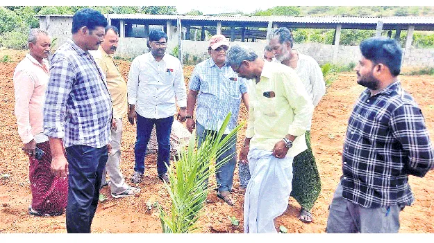 వంద శాతం రాయితీతో ఆయిల్‌ పాం మొక్కలు