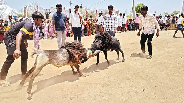     హోరాహోరీగా పొట్టేళ్ల పందెం