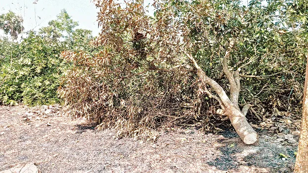 అనుమానంతో చెట్లు నరికివేత