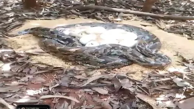 కొండచిలువలు సహా 38 గుడ్లు  స్వాధీనం