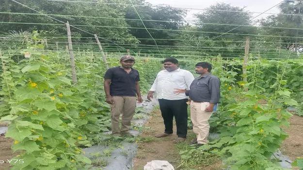 ఉద్యాన పంటలతో రైతులకు అధిక లాభాలు