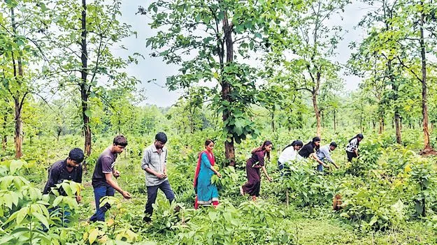 ఉత్సాహంగా సీడ్‌బాల్స్‌ వెదజల్లే కార్యక్రమం