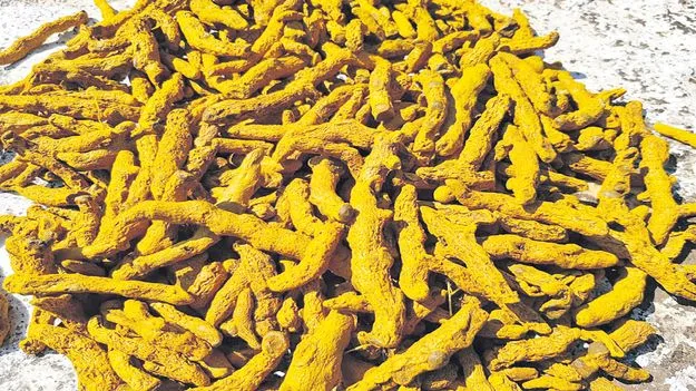 పసుపు ధర పతనం