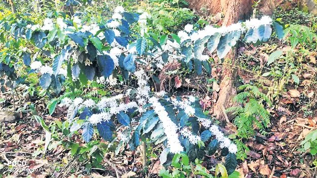 మన్యంలో ఊరటనిచ్చిన వర్షాలు