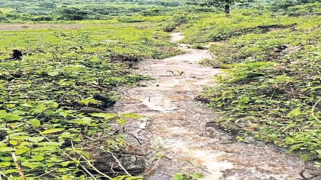 ఆదుకున్న కొండవాగులు