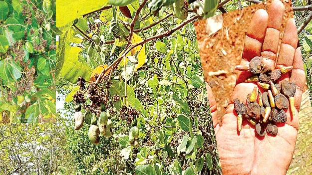 పిక్క రాలుతోంది