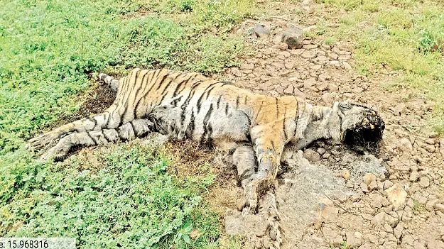 ముగిసిన పులి పోస్టుమార్టం
