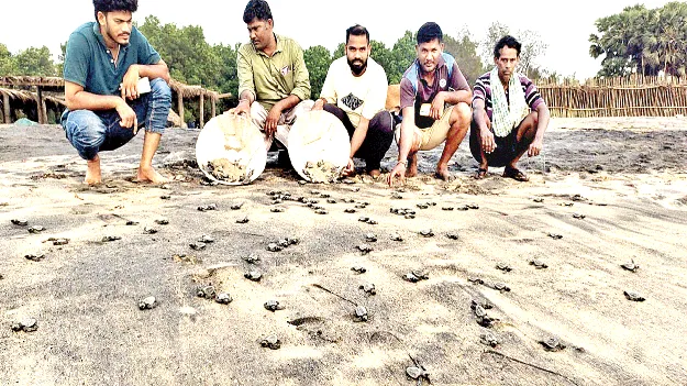 tortoise Into the sea సముద్రంలోకి వడివడిగా..