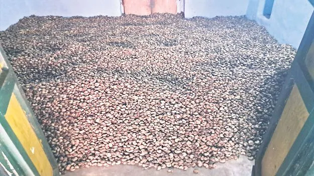 జీడి పిక్కల ధర డమాల్‌ 