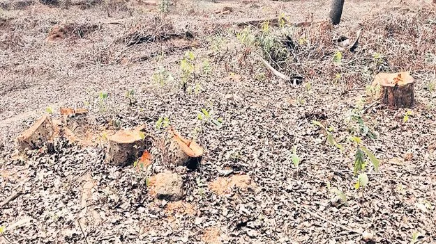 తోడు దొంగలు