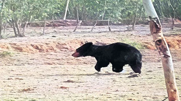 కడుతుల సమీపంలో ఎలుగుబంటి హల్‌చల్‌