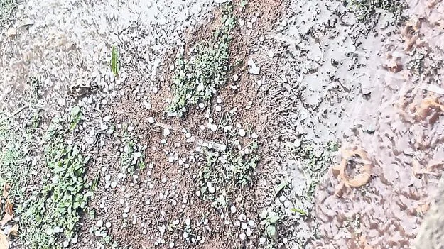 మన్యంలో భారీ వడగళ్ల వర్షం