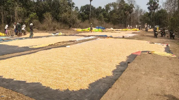 Trade 'Rule' on Maize మొక్కజొన్నపై వ్యాపా‘రూల్‌’