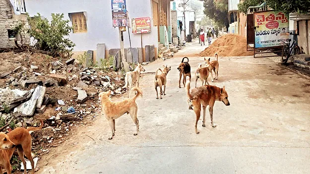 భౌబోయ్‌