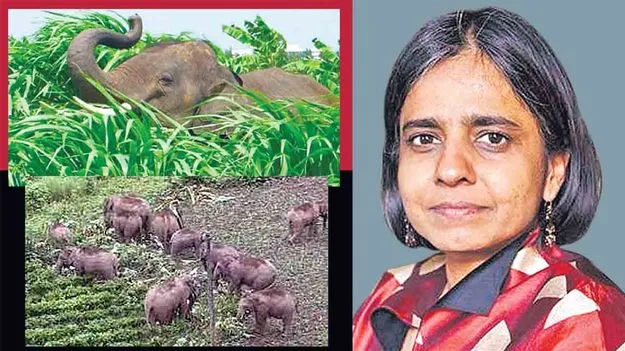 వన్య మృగాలతో వ్యవసాయ నష్టాలు!