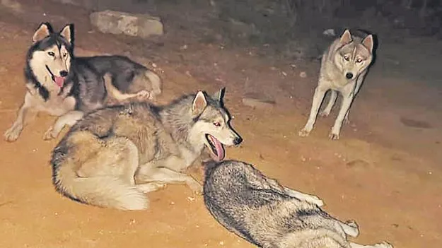 రోడ్డు మీద ఖరీదైన హస్కీ జాతి కుక్కలు! 