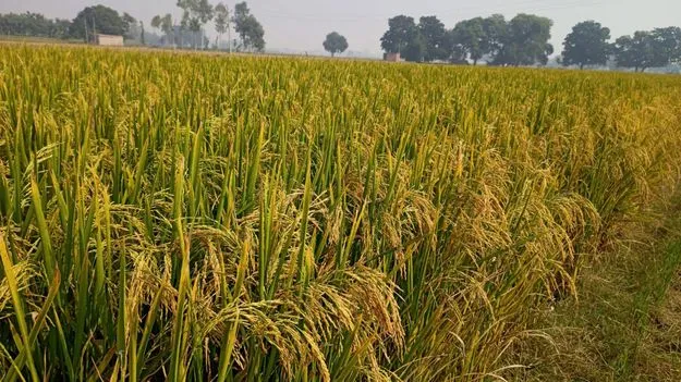 Karimnagar:   బంగారు పంటలు