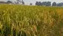 Karimnagar:   బంగారు పంటలు