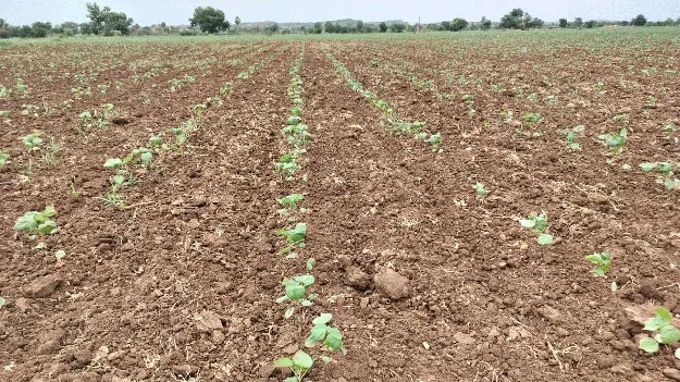  ఆశలు నేలపై... చూపు ఆకాశం వైపు