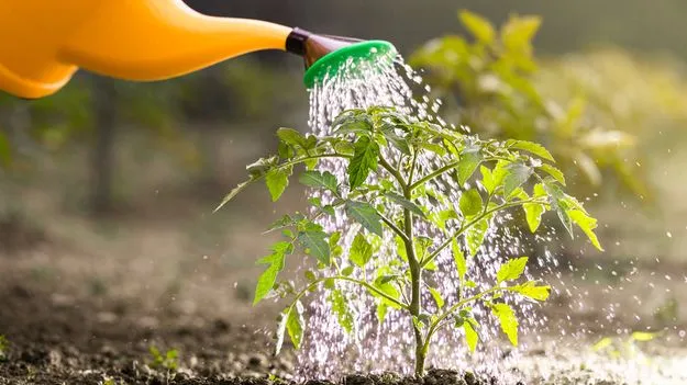 మొక్కలు పచ్చగా