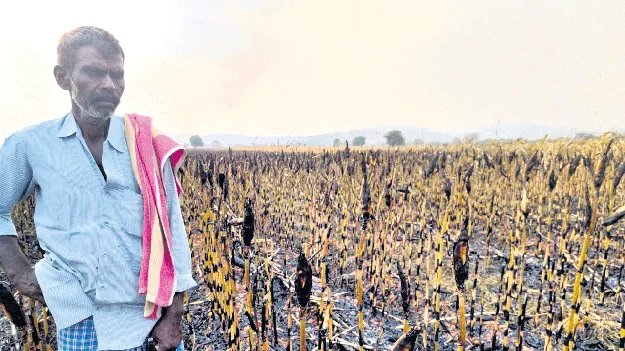 మొక్కజొన్న పొలాల్లో మంటలు