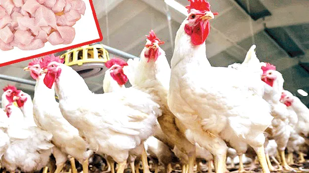 కిలో చికెన్‌ రూ.380