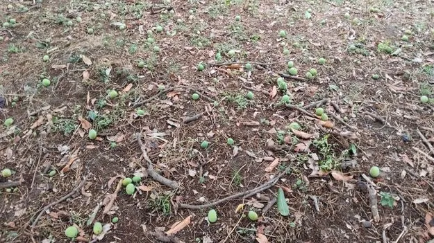 అకాల వర్షం.. నేలరాలిన మామిడి 