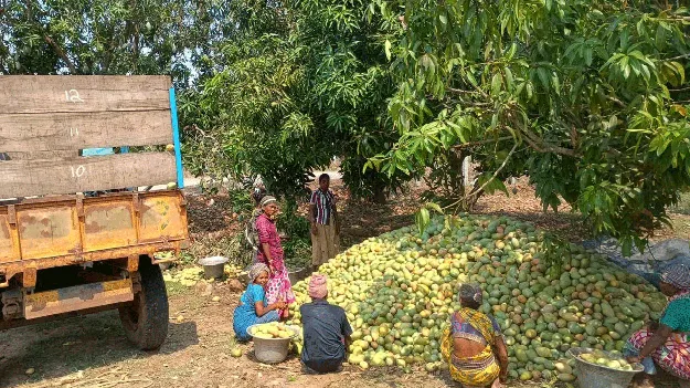 తోతాపురి.. గిట్టుబాటేదీ? 