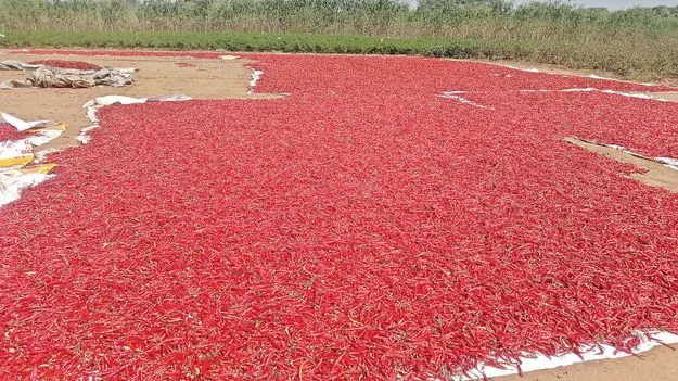  మిర్చి..అదుర్స్‌!