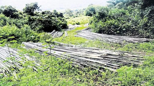 వెదురుకు పూర్వ వైభవం వచ్చేనా?