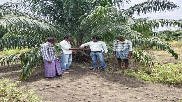 ఆయిల్‌పామ్‌ సాగుతో అధిక ఆదాయం