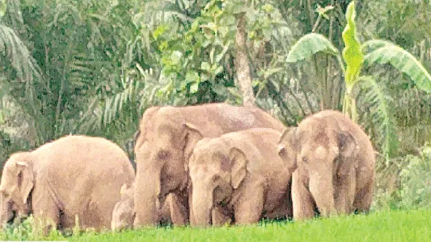  ఏనుగులతో భయం భయంగా..