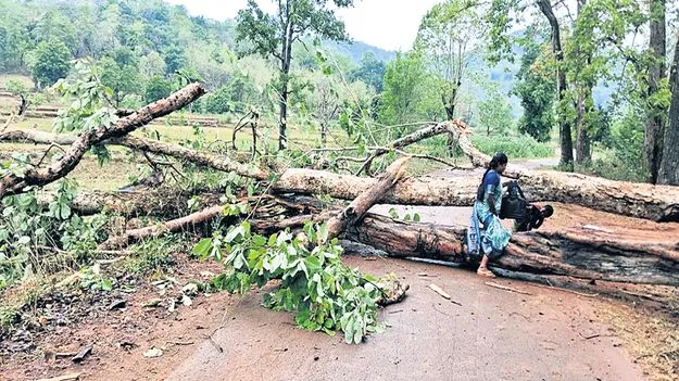 మన్యంలో భిన్న వాతావరణం