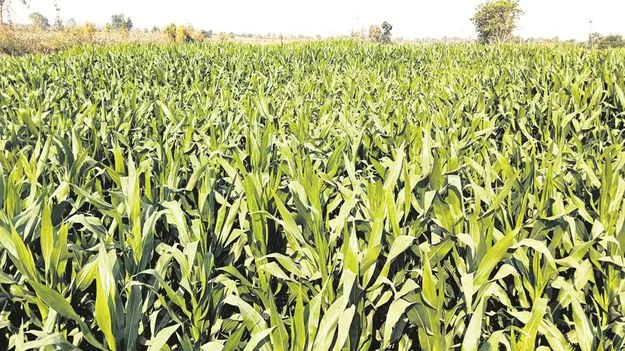 kumaram bheem asifabad- మక్క రైతుకు కష్టాలు 