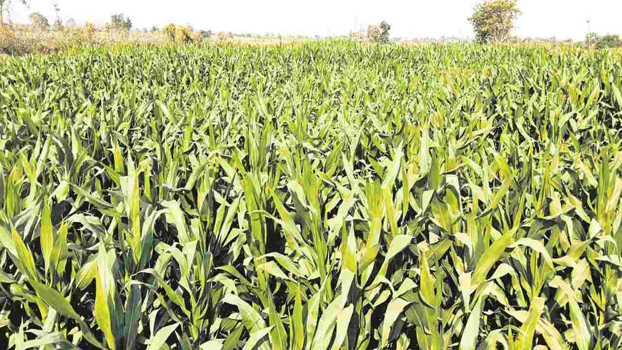 kumaram bheem asifabad- మక్క రైతుకు కష్టాలు