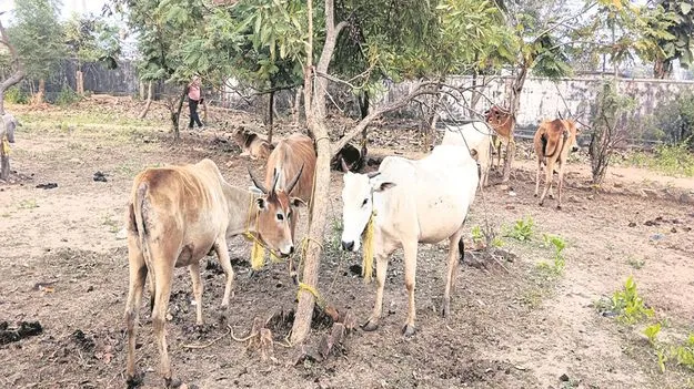 kumaram bheem asifabad- ఎండాకాలం.. జీవాలు పైలం